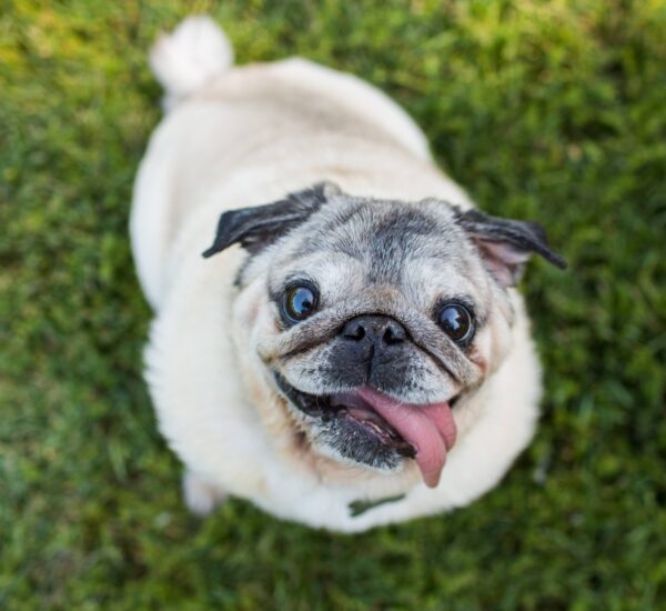 Las 9 razas de perro con más problemas respiratorios, según la IA: Veterinarios confirman