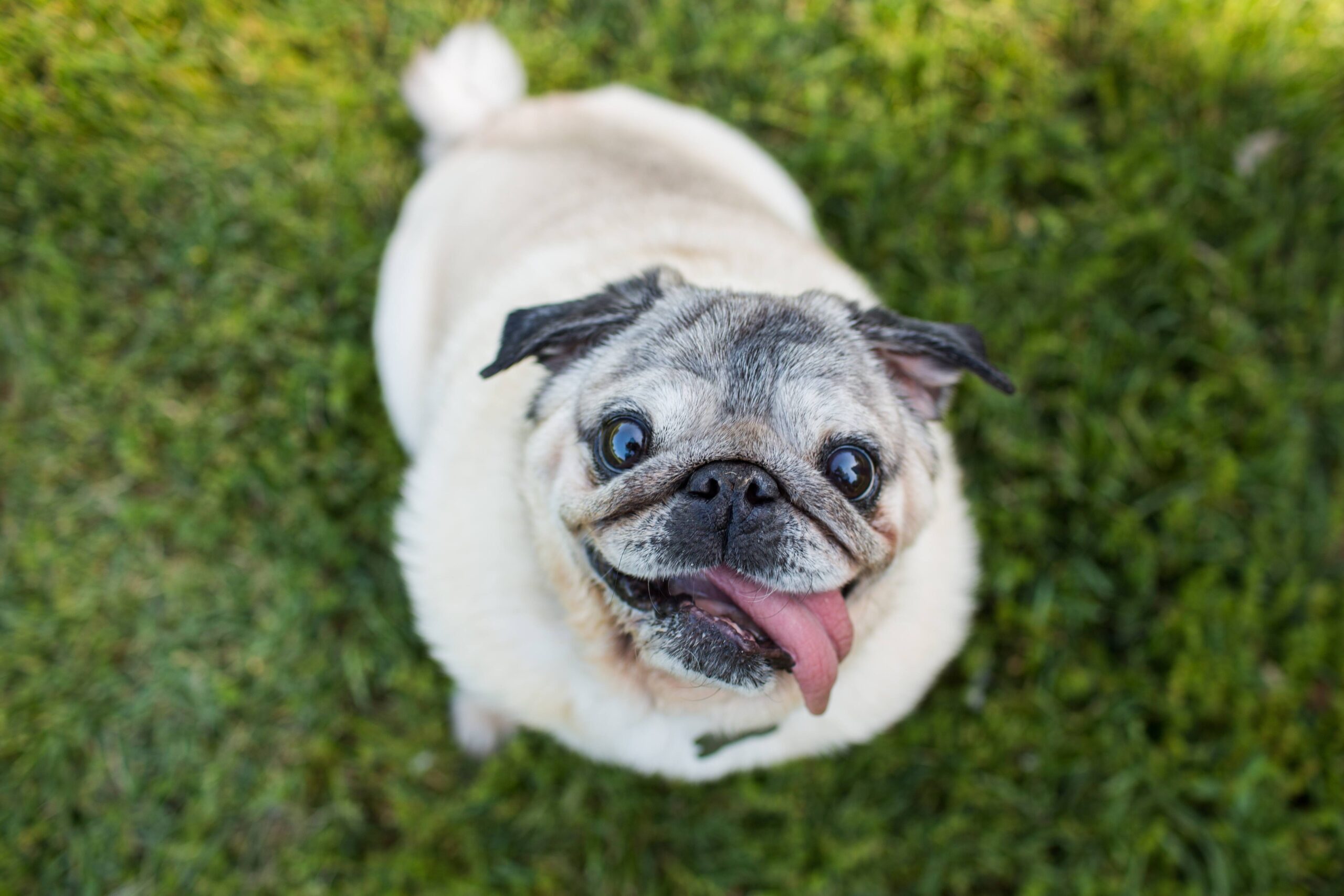 Las 9 razas de perro con más problemas respiratorios, según la IA: Veterinarios confirman