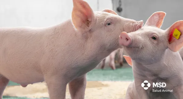 Carnes, las que no pueden faltar en una alimentación balanceada