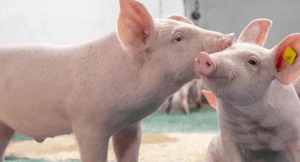 Carnes, las que no pueden faltar en una alimentación balanceada